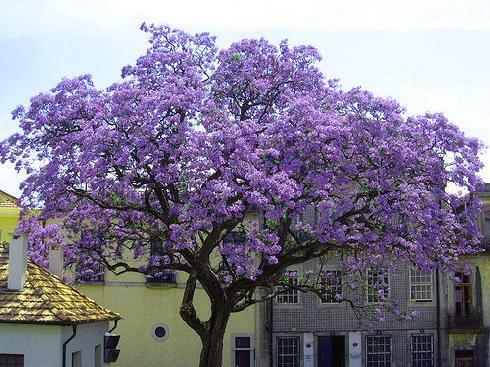 Paulovnie plstnatá - Paulownia imperialis