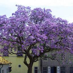 Paulovnie plstnatá - Paulownia imperialis