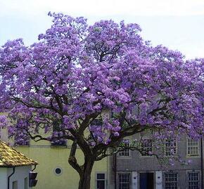 Paulovnie plstnatá - Paulownia imperialis