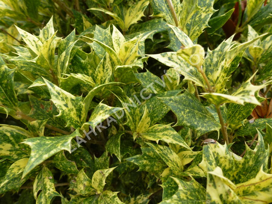Vonokvětka různolistá 'Tricolor' - Osmanthus heterophyllus 'Tricolor'