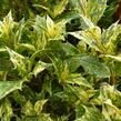Vonokvětka různolistá 'Tricolor' - Osmanthus heterophyllus 'Tricolor'