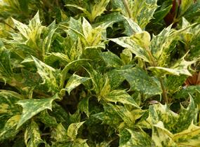 Vonokvětka různolistá 'Tricolor' - Osmanthus heterophyllus 'Tricolor'