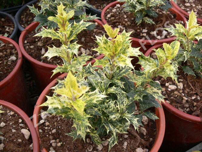 Vonokvětka různolistá 'Tricolor' - Osmanthus heterophyllus 'Tricolor'