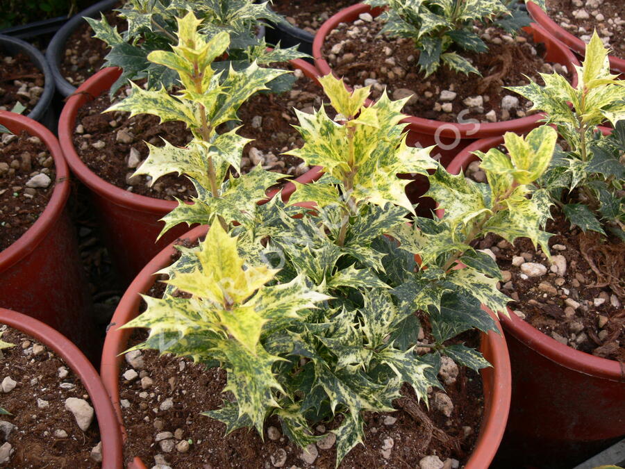 Vonokvětka různolistá 'Tricolor' - Osmanthus heterophyllus 'Tricolor'