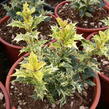 Vonokvětka různolistá 'Tricolor' - Osmanthus heterophyllus 'Tricolor'