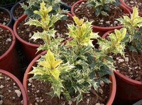 Vonokvětka různolistá 'Tricolor' - Osmanthus heterophyllus 'Tricolor'