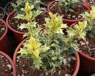 Vonokvětka různolistá 'Tricolor'