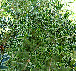 Zimolez lesklý 'Silver Beauty' - Lonicera nitida 'Silver Beauty'