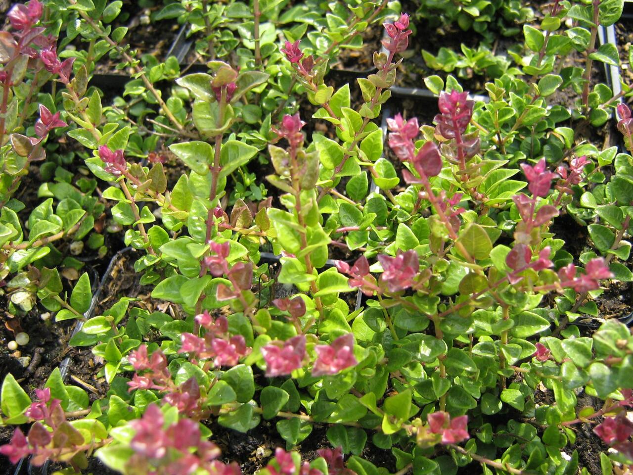 Zimolez leskl 'Red Tips' - Lonicera nitida 'Red Tips' | Zahradnictv FLOS