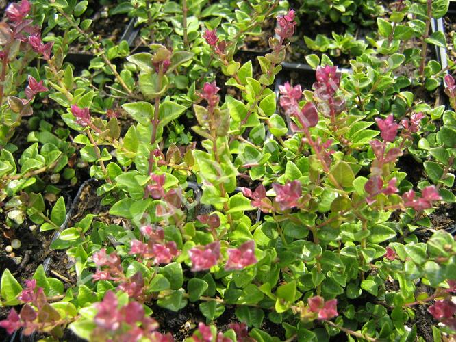 Zimolez lesklý 'Red Tips' - Lonicera nitida 'Red Tips'