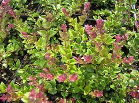 Zimolez lesklý 'Red Tips' - Lonicera nitida 'Red Tips'