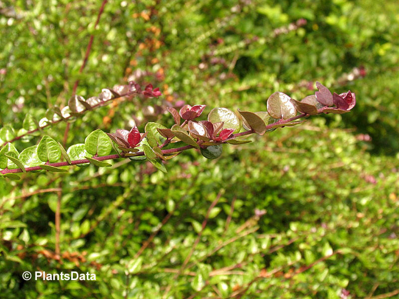 Zimolez lesklý 'Red Tips' - Lonicera nitida 'Red Tips'
