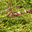 Zimolez lesklý 'Red Tips' - Lonicera nitida 'Red Tips'