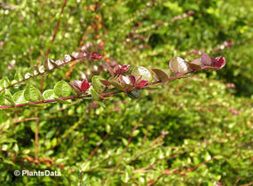 Zimolez lesklý 'Red Tips' - Lonicera nitida 'Red Tips'