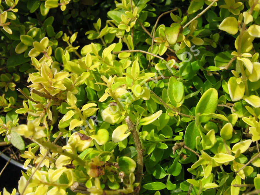 Zimolez lesklý 'Baggesen's Gold' - Lonicera nitida 'Baggesen's Gold'