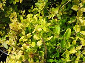 Zimolez lesklý 'Baggesen's Gold' - Lonicera nitida 'Baggesen's Gold'