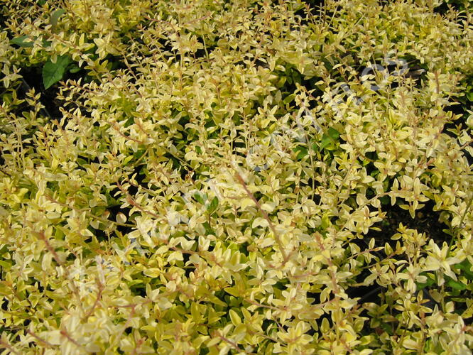 Zimolez lesklý 'Baggesen's Gold' - Lonicera nitida 'Baggesen's Gold'