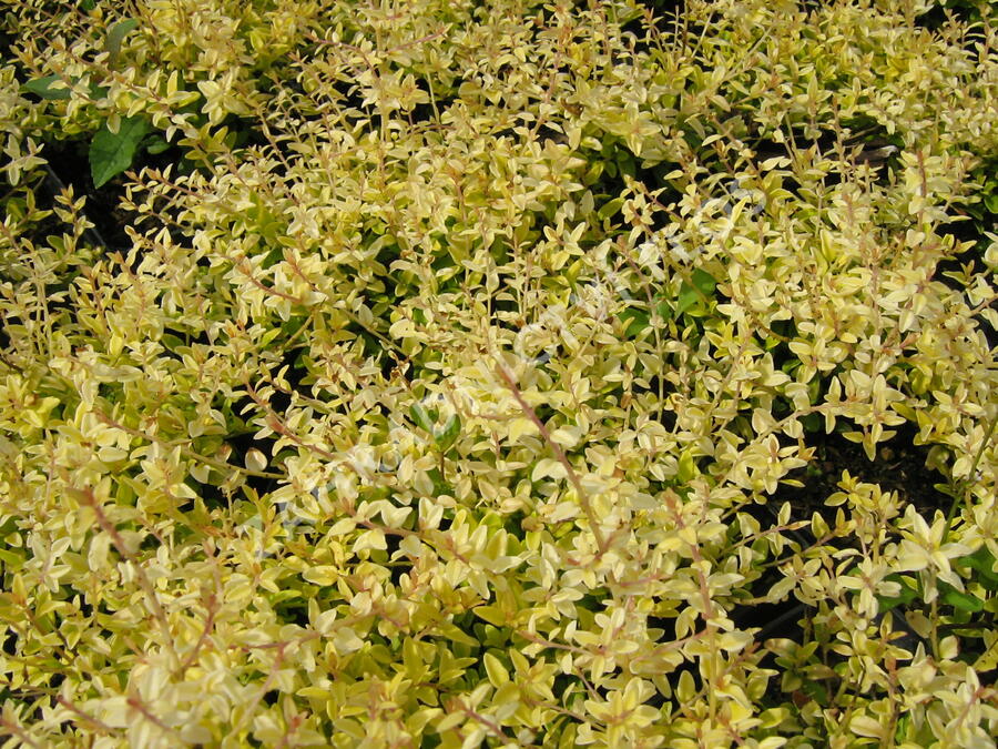 Zimolez lesklý 'Baggesen's Gold' - Lonicera nitida 'Baggesen's Gold'