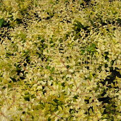 Zimolez lesklý 'Baggesen's Gold' - Lonicera nitida 'Baggesen's Gold'