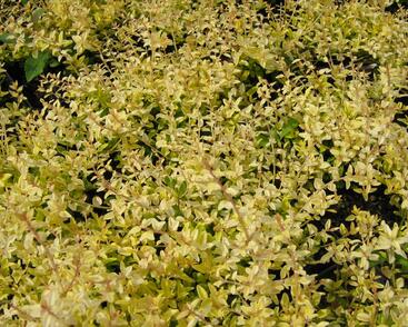 Zimolez lesklý 'Baggesen's Gold'