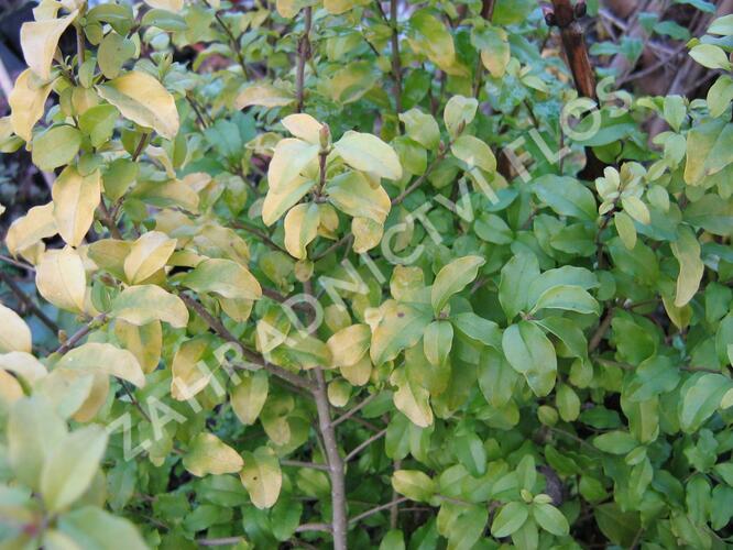 Ptačí zob japonský 'Lemon and Lime' - Ligustrum japonicum 'Lemon and Lime'
