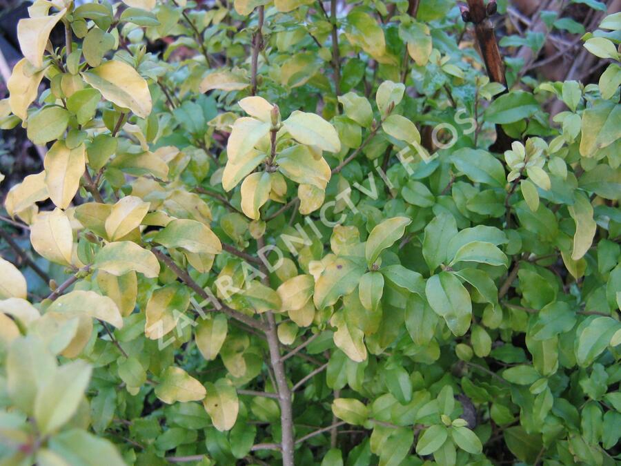 Ptačí zob japonský 'Lemon and Lime' - Ligustrum japonicum 'Lemon and Lime'