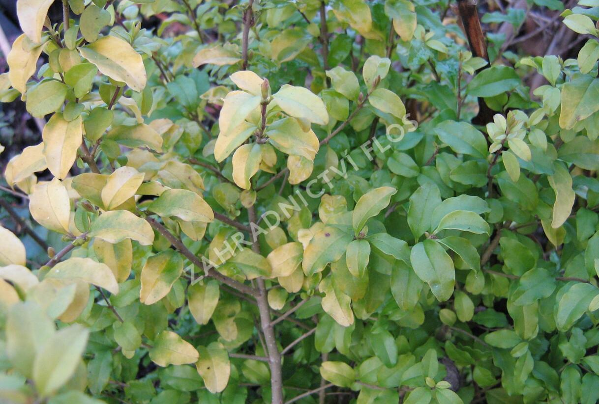 Ptačí zob japonský 'Lemon and Lime' - Ligustrum japonicum 'Lemon and Lime'