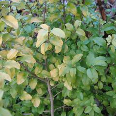 Ptačí zob japonský 'Lemon and Lime' - Ligustrum japonicum 'Lemon and Lime'