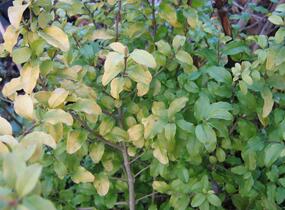 Ptačí zob japonský 'Lemon and Lime' - Ligustrum japonicum 'Lemon and Lime'