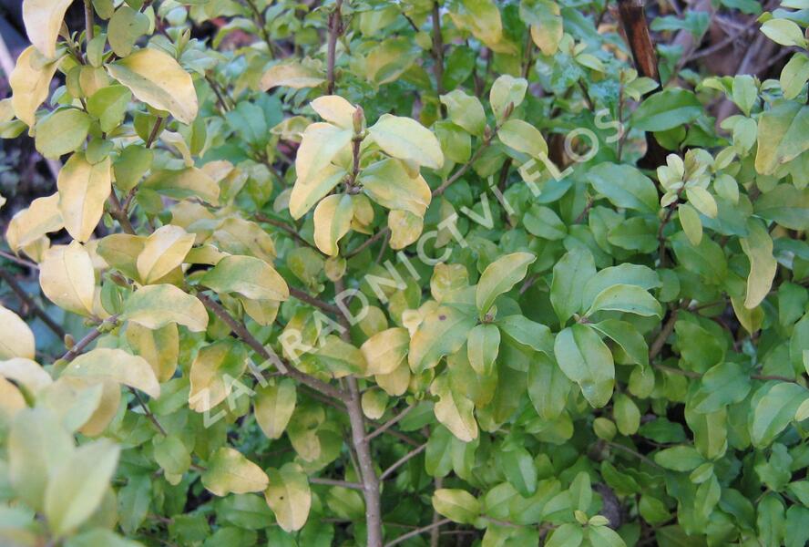 Ptačí zob japonský 'Lemon and Lime' - Ligustrum japonicum 'Lemon and Lime'