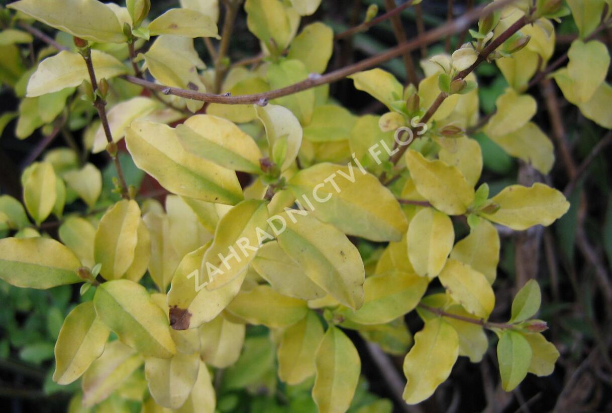 Ptačí zob japonský 'Lemon and Lime' - Ligustrum japonicum 'Lemon and Lime'
