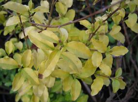 Ptačí zob japonský 'Lemon and Lime' - Ligustrum japonicum 'Lemon and Lime'
