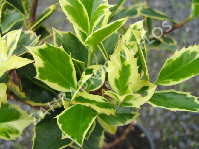 Cesmína obecná 'Aureovariagata' - Ilex aquifolium 'Aureovariagata'