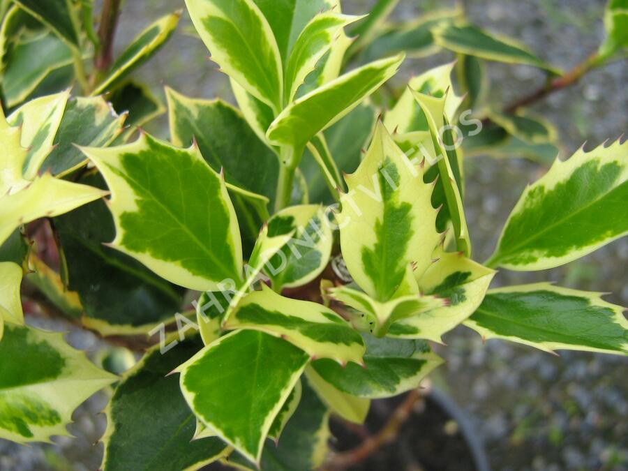 Cesmína obecná 'Aureovariagata' - Ilex aquifolium 'Aureovariagata'