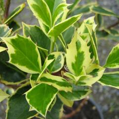 Cesmína obecná 'Aureovariagata' - Ilex aquifolium 'Aureovariagata'