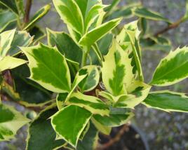 Cesmína obecná 'Aureovariagata'