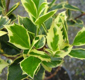 Cesmína obecná 'Aureovariagata' - Ilex aquifolium 'Aureovariagata'