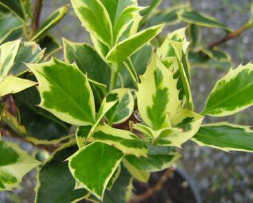 Cesmína obecná 'Aureovariagata'