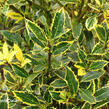 Cesmína obecná 'Aureovariagata' - Ilex aquifolium 'Aureovariagata'