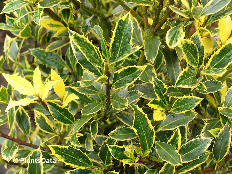Cesmína obecná 'Aureovariagata' - Ilex aquifolium 'Aureovariagata'