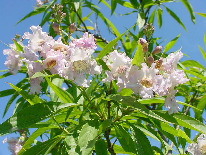 Chitalpa taškentská 'Summer Bells' - Chitalpa tashkentensis 'Summer Bells'