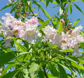 Chitalpa taškentská 'Summer Bells' - Chitalpa tashkentensis 'Summer Bells'