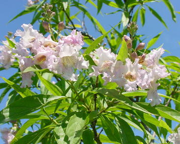 Chitalpa taškentská 'Summer Bells'