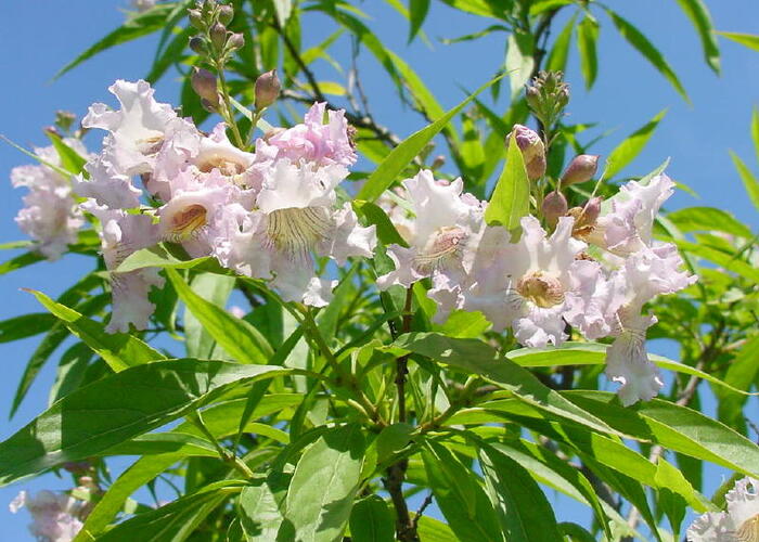 Chitalpa Ta kentsk Summer Bells Chitalpa Tashkentensis Summer chitalpa-ta-kentsk-summer-bells-chitalpa-tashkentensis-summer