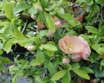 Kdoulovec nádherný 'Cameo'