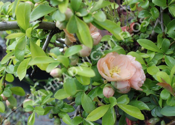Kdoulovec nádherný 'Cameo' - Chaenomeles superba 'Cameo'