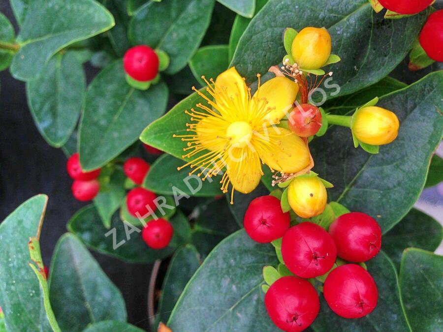 Třezalka 'Miracle Attraction' - Hypericum 'Miracle Attraction'