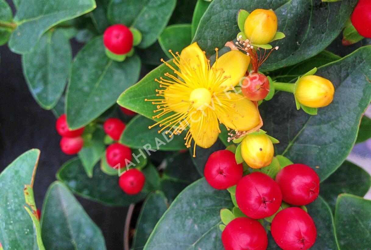 Třezalka 'Miracle Attraction' - Hypericum 'Miracle Attraction'