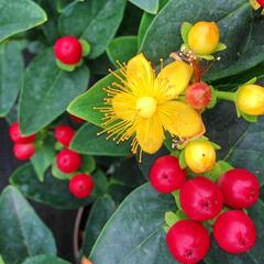 Třezalka 'Miracle Attraction' - Hypericum 'Miracle Attraction'