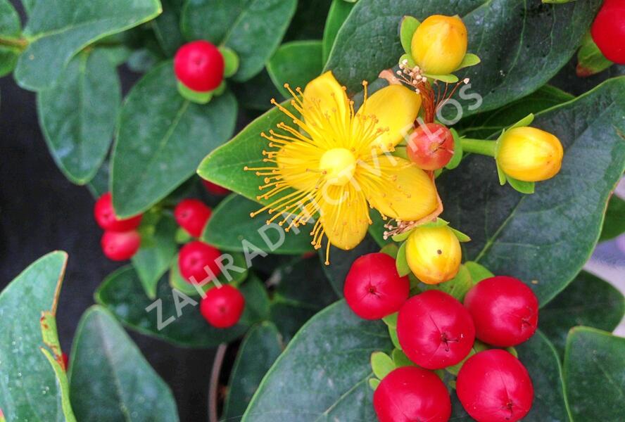 Třezalka 'Miracle Attraction' - Hypericum 'Miracle Attraction'